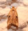 Agonopterix propinquella